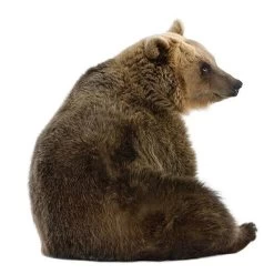 Kek Amsterdam Muursticker Forest Friends Beer